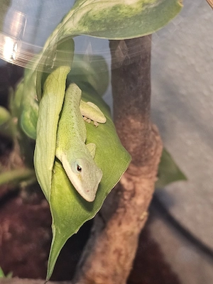 Anolis Carolinensis Rotkehlanolis