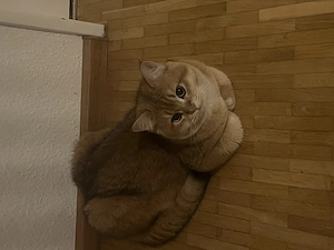 Britisch Kurzhaar Kater sucht Zuhause für immer 