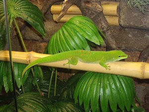 Madagaskar Taggeckos.