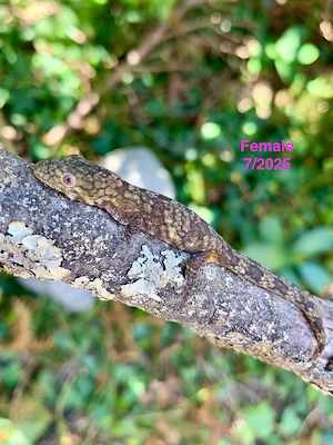 1.1 Paar, Chamäleongecko (Eurydactylodes agricolae)