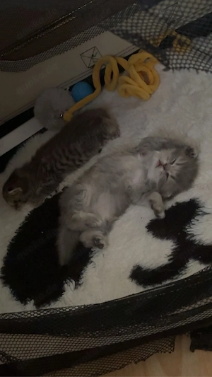 süße britisch kurzhaar kitten