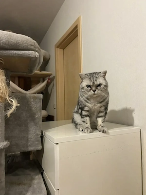  Bkh Kater zu verkaufen Bild 2