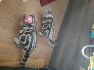 Bkh Kater zu verkaufen Bild 3