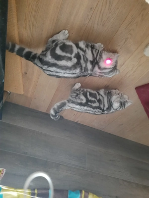  Bkh Kater zu verkaufen Bild 3