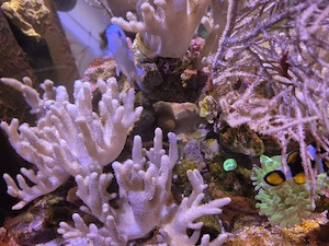 Meerwasser, Sinularia sp. beige mit hellgrünen Polypen