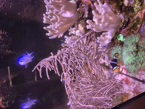 Meerwasser, Gorgonie kleine Polypen (Eunicea sp. 02?)