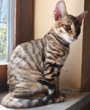 Reinrassige Toyger Kitten Abgabebereit 