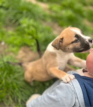 3 Mischlings welpen suchen traum zuhause