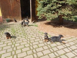 Dobermann Hündinnen und Rüde