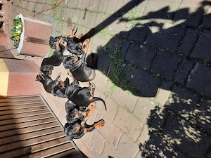 Dobermannwelpen 