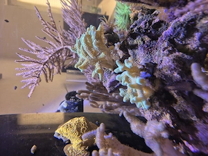 Meerwasser, Seriatopora caliendrum grün