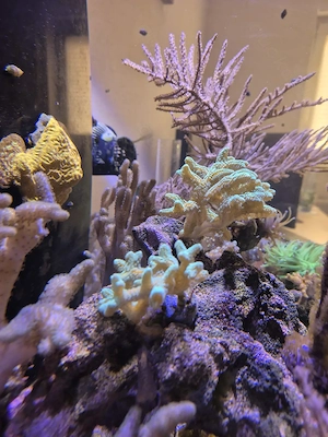 Meerwasser, Seriatopora caliendrum grün