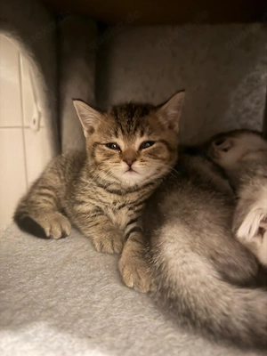 BKH Kitten  Bild 3