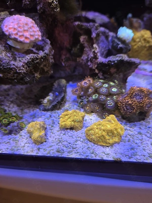 Meerwasser, Leptoseris sp.  Jack O'Lantern 