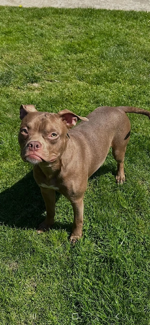 American Pocket Bully Rüde