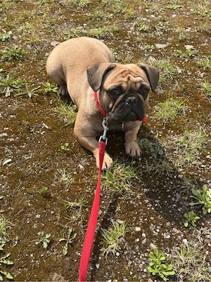 französische bulldogge 