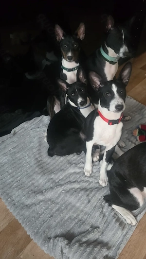 Abgabe bereit  Reinrassige Basenji Mädchen  Bild 3