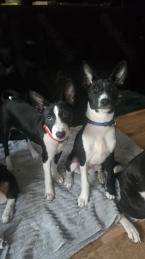 Abgabe bereit  Reinrassige Basenji Mädchen  Bild 2