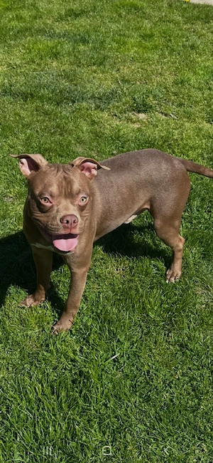 American Pocket Bully Rüde 