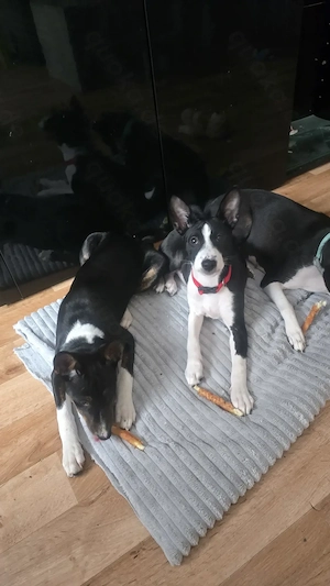 Abgabe bereit  Reinrassige Basenji Mädchen  Bild 4