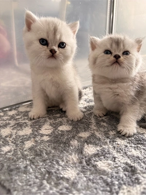 BKH Kitten suchen liebevolles Zuhause