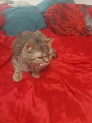 kater suche  zuhause