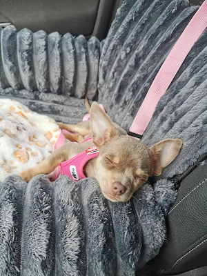 Süße Chihuahua Hündin