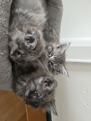 Reinrassige Maine Coon Babys 