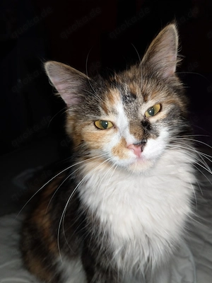 Daisy Halblanghaar Katze