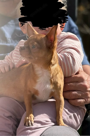 Reinrassiger Chihuahua Rüde kastriert