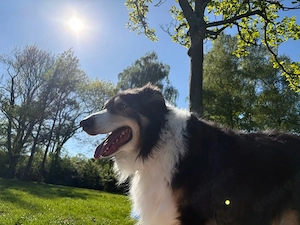     Nino sucht dich! Treuer Begleiter, 6 Jahre, kastriert & geimpft