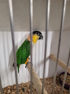 grünzügelpapagei jung