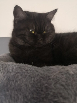 Dingend einjährige British kurzhaar Katze  Bild 3