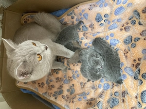 Reinrassige BKH kitten zu verkaufen 