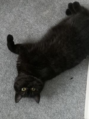 Dingend einjährige British kurzhaar Katze  Bild 5