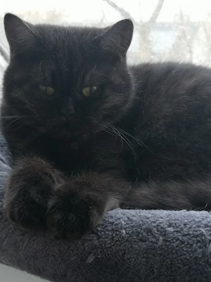 Dingend einjährige British kurzhaar Katze  Bild 4