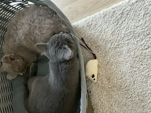 Britisch Kurzhaar und britisch Langhaar Katzen suchen ein neues zu Hause