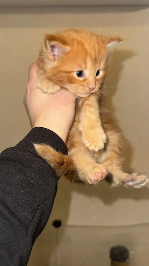 Main Coon kitten Bild 3