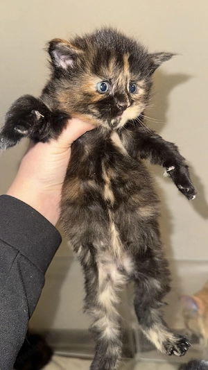 Main Coon kitten Bild 4