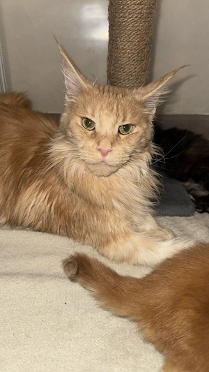 Main Coon kitten Bild 5