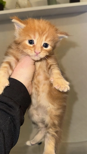 Main Coon kitten Bild 2