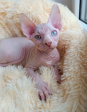 Zarter liebevoller odd eye Sphynx Kater mit Tasthaaren