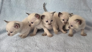 Siam Kitten W+M 