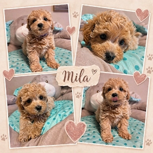 Maltipoo Malteser+Pudel