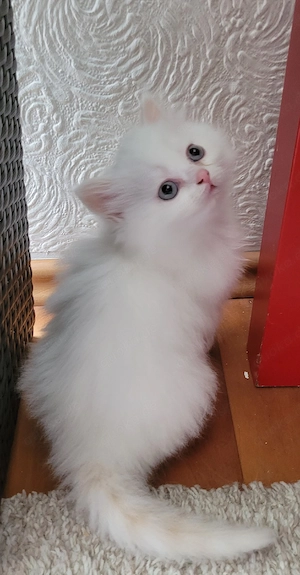 Wunderschöner Ragdoll-Kater sucht ein liebevolles Zuhause   