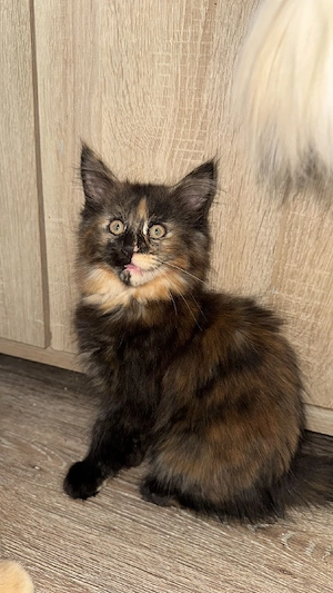 Main Coon kitten Bild 8