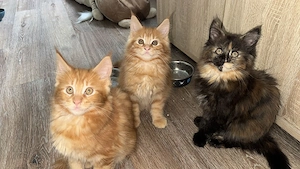 Main Coon kitten Bild 6