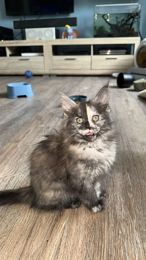 Main Coon kitten Bild 7