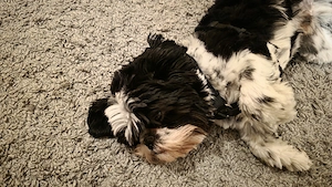Shih Tzu 1 Jahr alt Rüde
