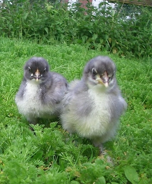 Bruteier Marans Blau kupfer 